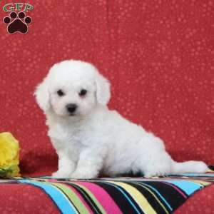 Trout, Bichon Frise Puppy
